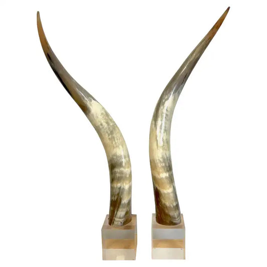 Ox Horn Pair