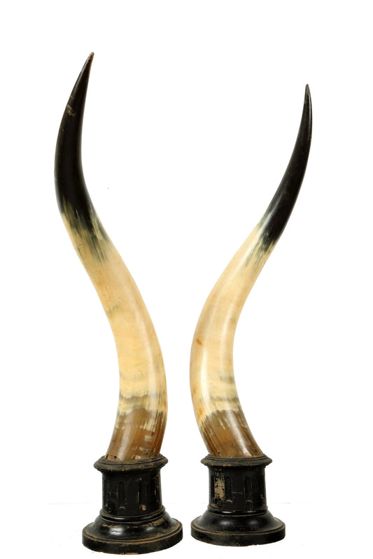 Ox Horn Pair