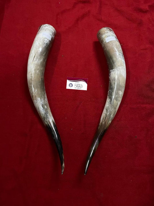 Ox Horn Pair