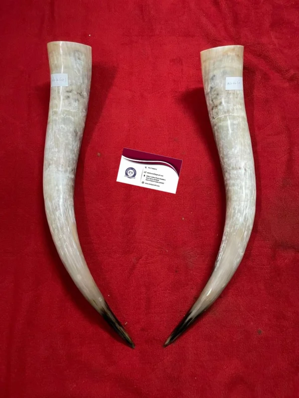 Viking Drinking Ox Horn